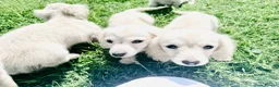 Miniature Dachshund dogs for sale: Cream/blonde long hair kc reg miniature dachshund  - Advert 2