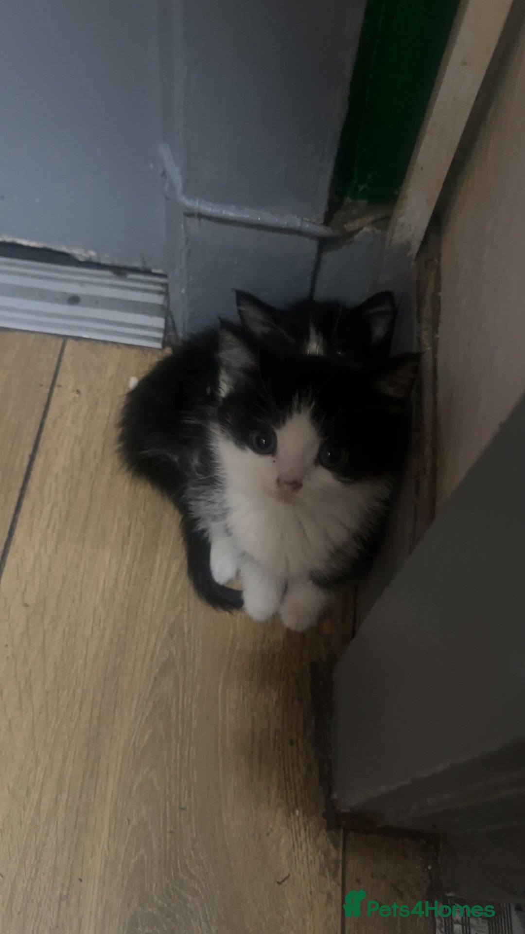 Domestic Shorthair cats for sale: BLACK AND WHITE KITTENS - Advert 4