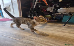 Bengal cats for sale: Bengal X kittens - Image 7