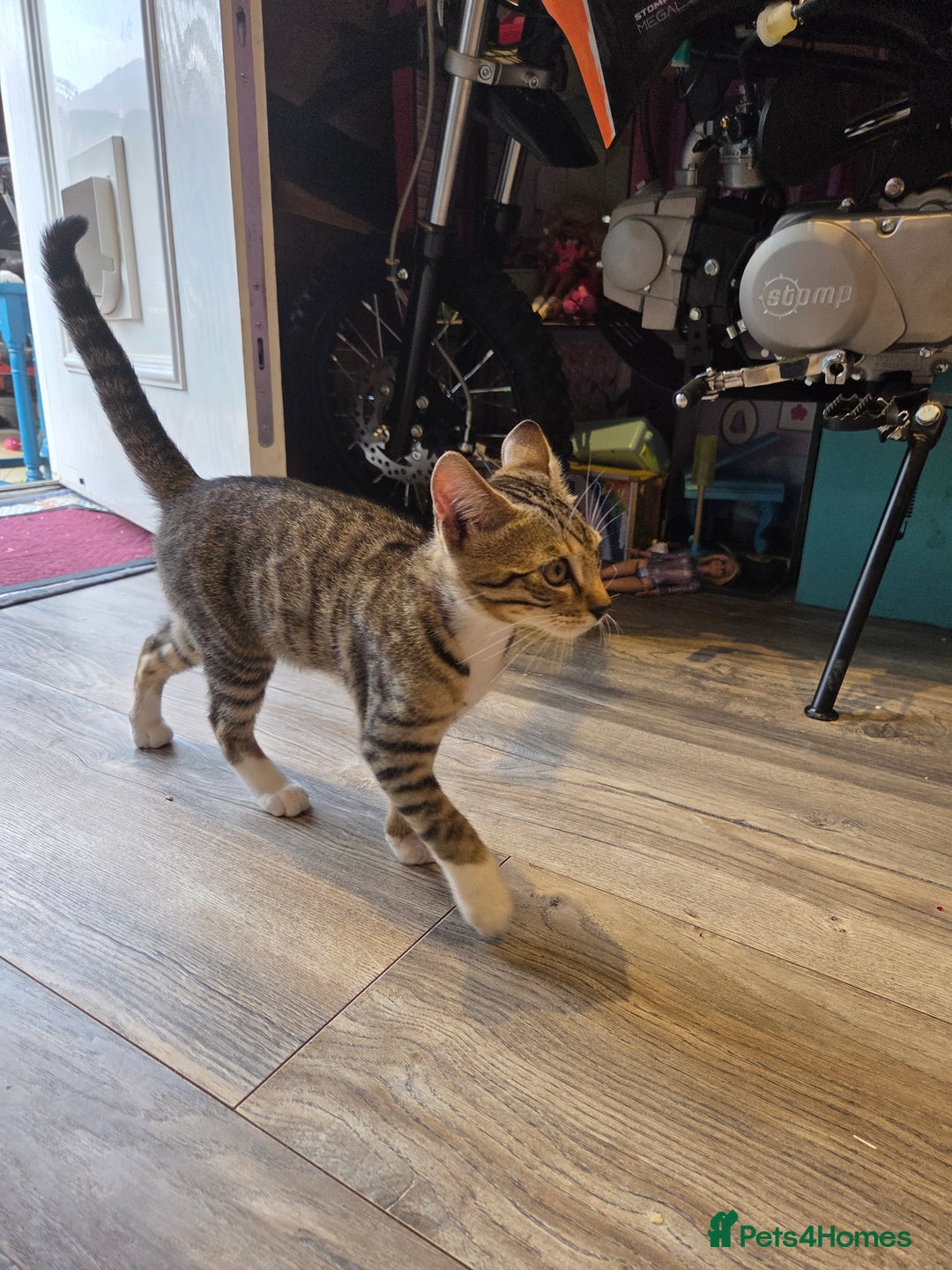 Bengal cats for sale: Bengal X kittens - Image 7