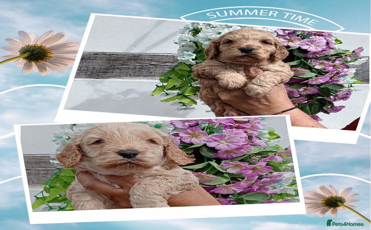 Cockapoo dogs - Advert 2