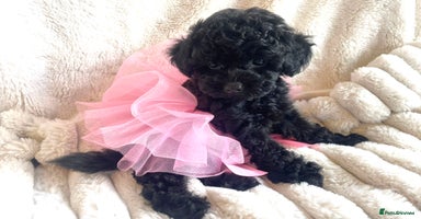Toy Poodle dogs - Advert 6