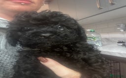 Yorkiepoo dogs for sale: 1 beautiful yorkiepoo ready to leave 🥰🥰 - Image 19