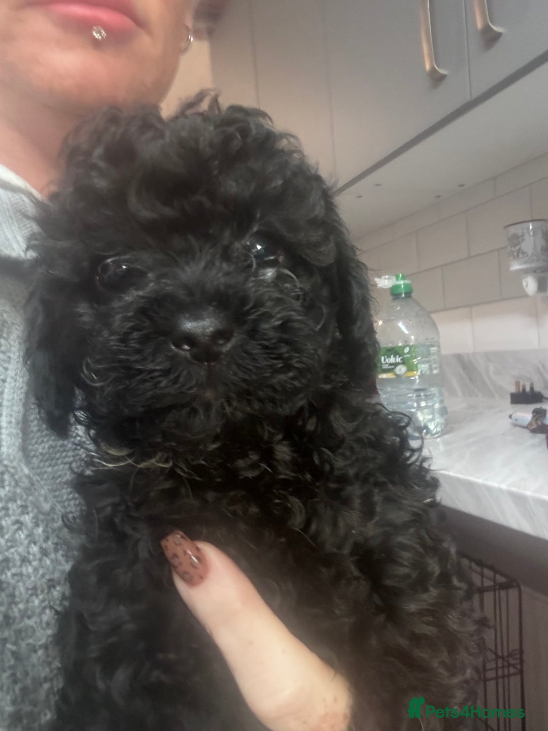Yorkiepoo dogs for sale: 1 beautiful yorkiepoo ready to leave 🥰🥰 - Image 19