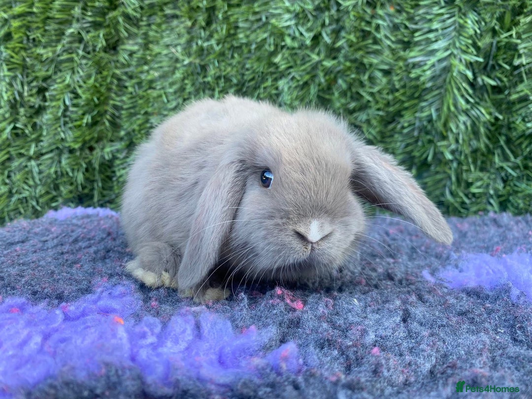 Mini Lop rabbits for sale: Mini lops  - Image 4