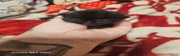 Mixed Breed cats for sale: Burmese cross babies - Advert 9