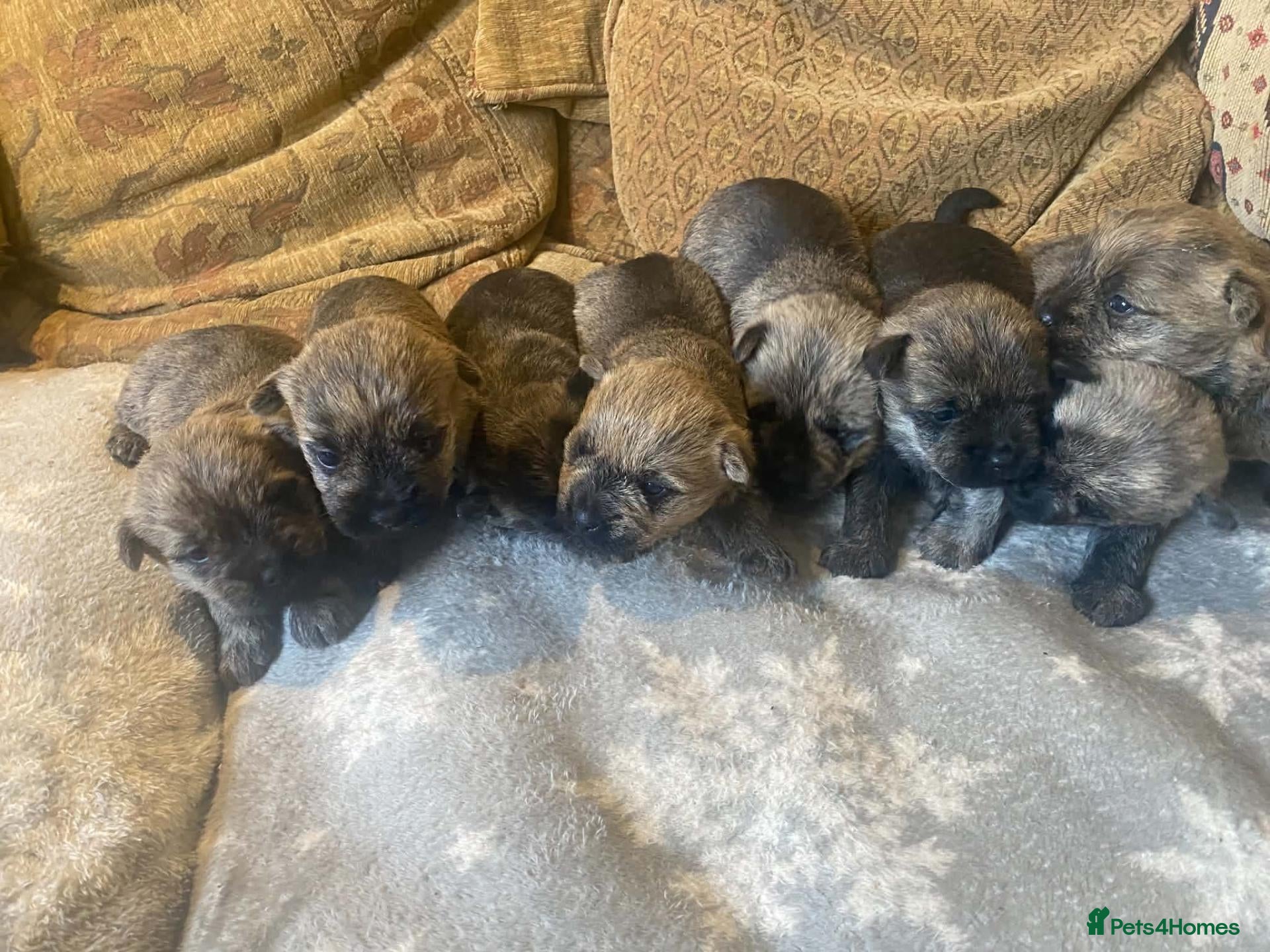 Cairn Terrier dogs for sale: KC reg cairn terrier puppies - Advert 1