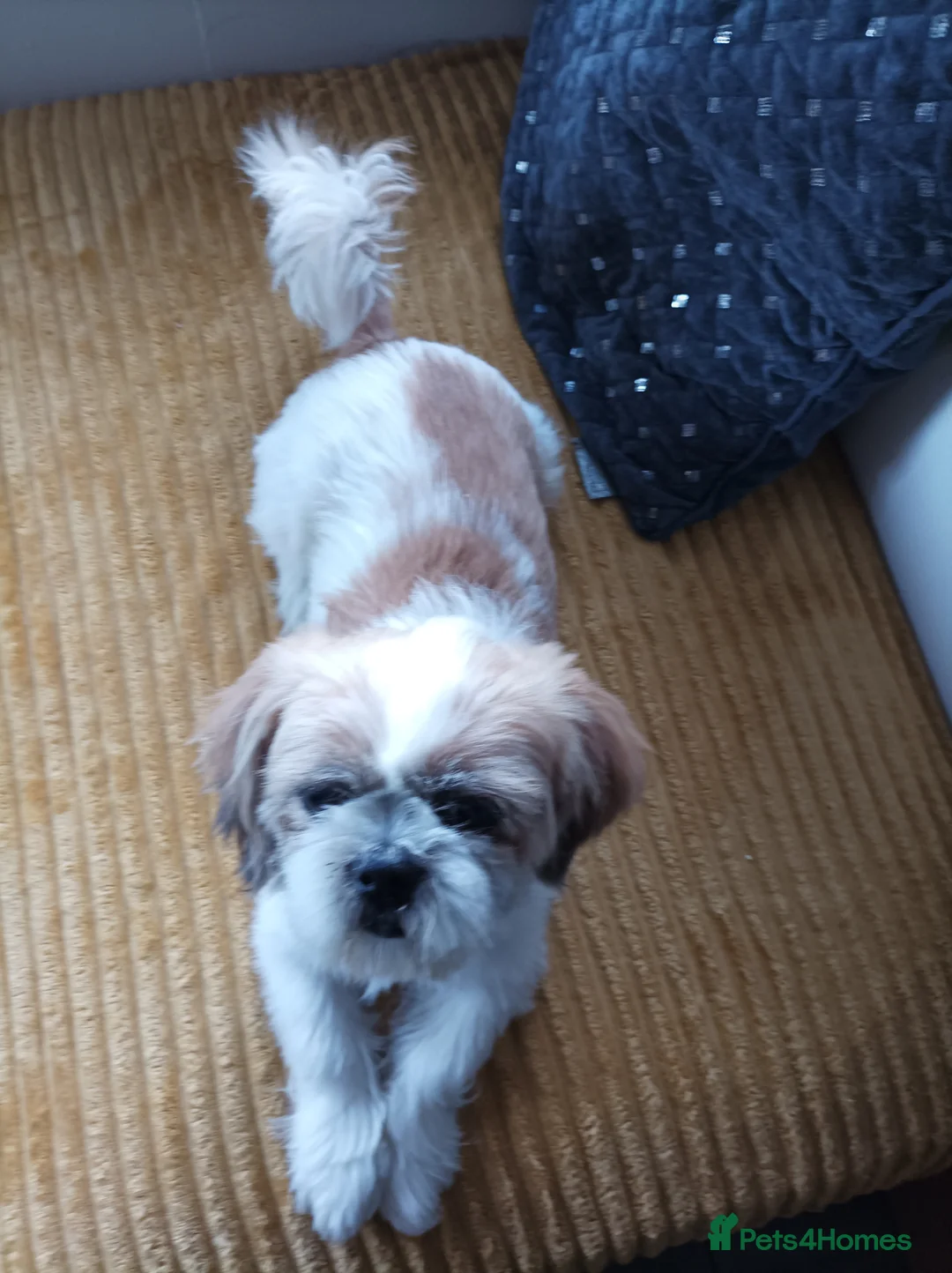 Shih Tzu dogs for stud: Beautiful 3yr old male shitzu for stud in Dudley - Advert 4