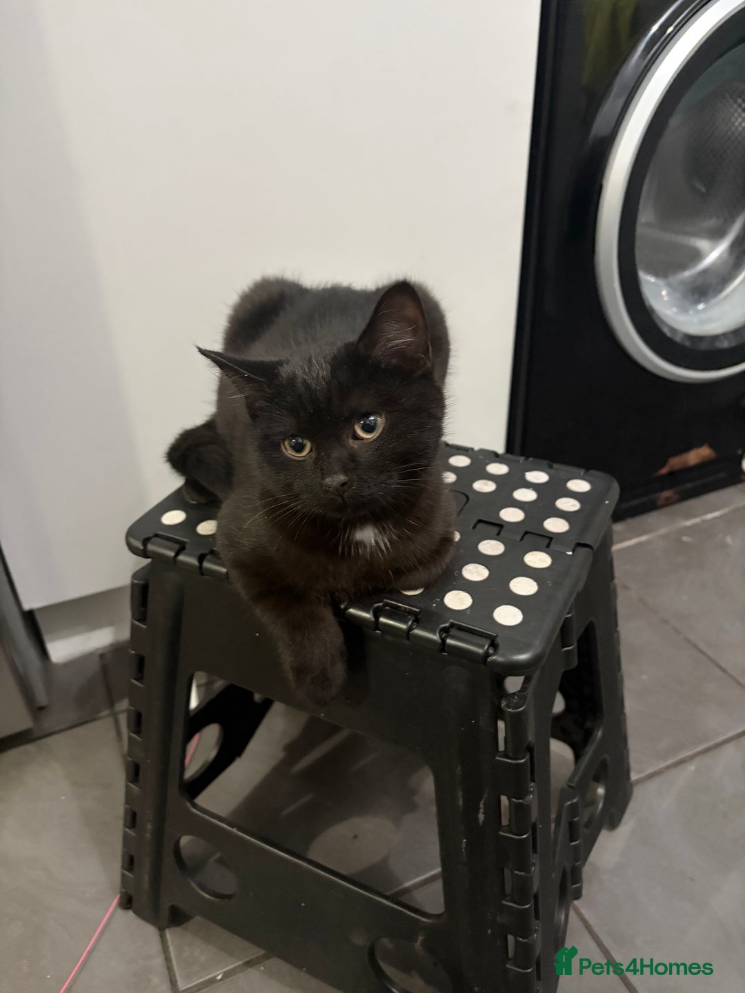 Mixed Breed cats for sale: British Short Hair and Tuxedo Cat Mix Breed  - Advert 10