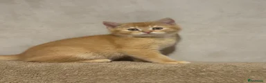 British Shorthair Kitten 2