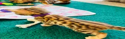 Bengal cats for sale: Amazing Bengal Kittens for sale  - Advert 16