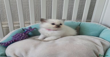 Ragdoll cats - Advert 7