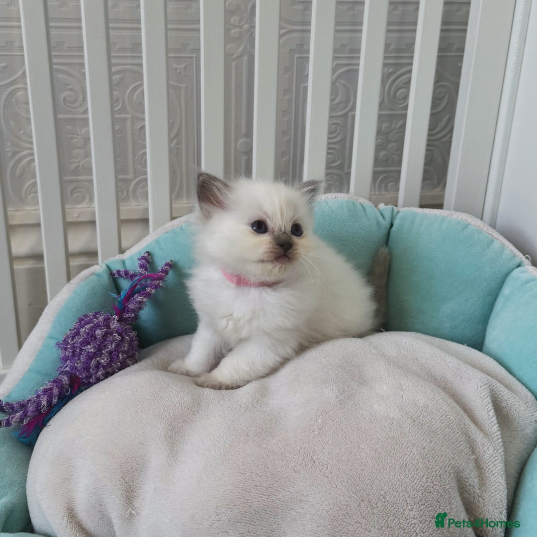 Ragdoll cats for sale: Championship 5 Generation Pedigree GCCF Ragdolls  - Image 2