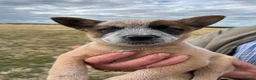 Australian Cattle Dog dogs for sale: Australian Cattle Dogs - Advert 3