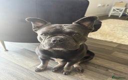 Mixed Breed dogs for sale: Frenchie X 1/4 Chow Chow  - Image 3