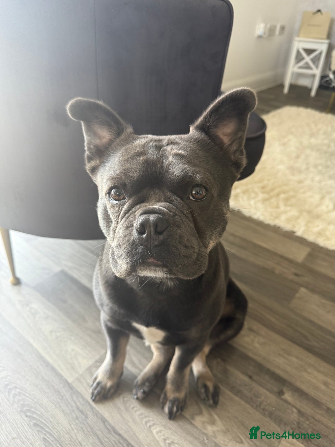 Mixed Breed dogs for sale: Frenchie X 1/4 Chow Chow  - Image 3