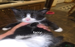 British Shorthair cats for sale: Beautifully marked kittens.  - Image 2