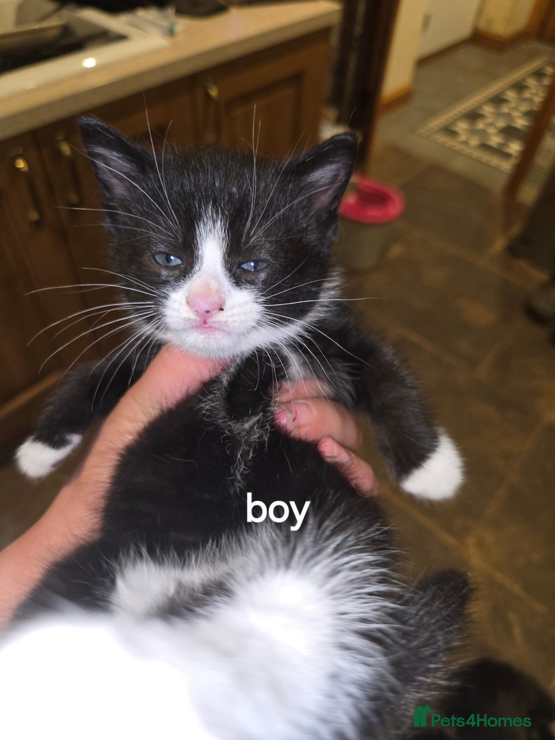 British Shorthair cats for sale: Beautifully marked kittens.  - Image 2