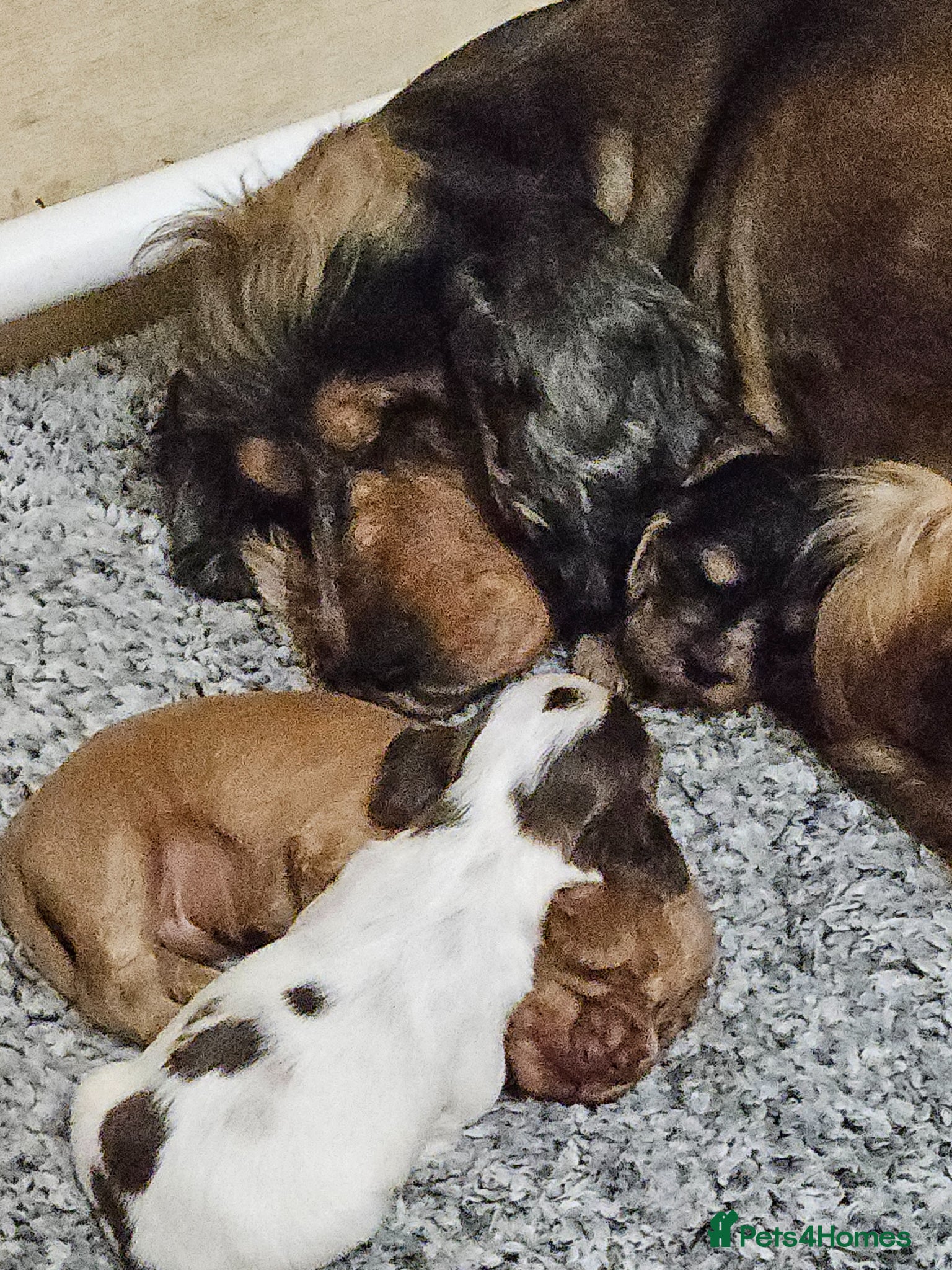 Cocker Spaniel dogs 3 Gorgeous KC registered Show Cocker Spaniels  - Advert 2