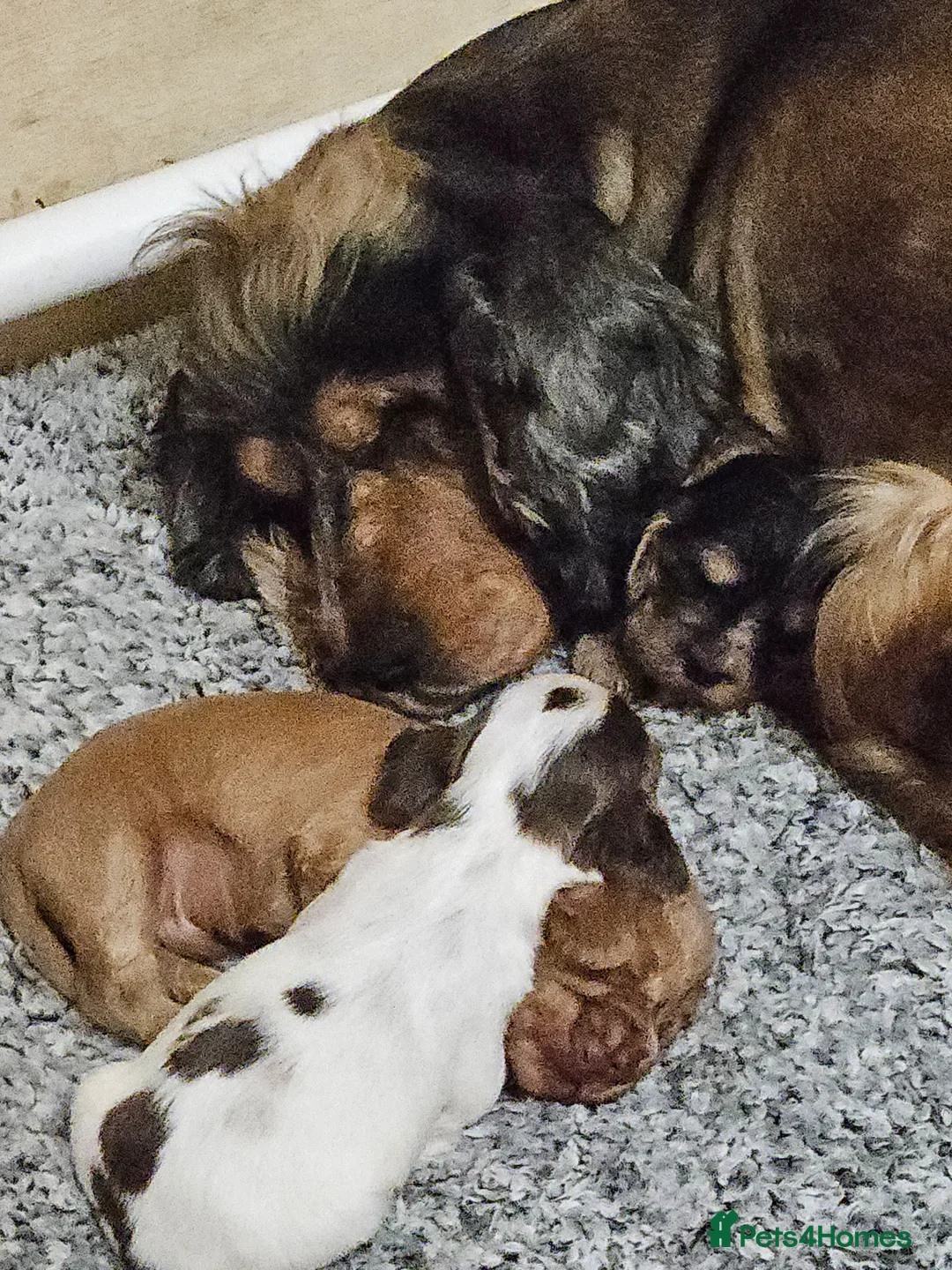 Cocker Spaniel dogs for sale: 3 Gorgeous KC registered Show Cocker Spaniels  - Advert 1