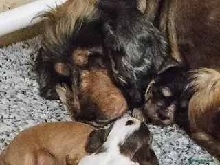 Cocker Spaniel dogs 3 Gorgeous KC registered Show Cocker Spaniels - Advert 2