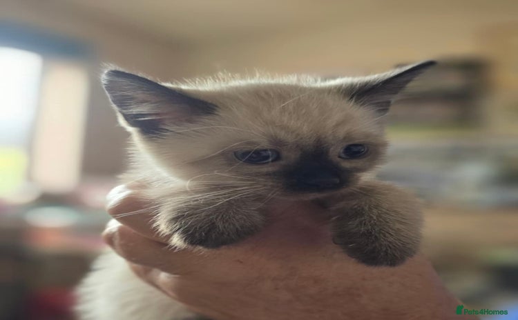 Ragdoll cats - Advert 9