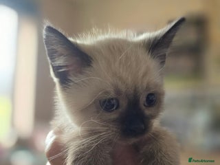 Ragdoll cats - Advert 7