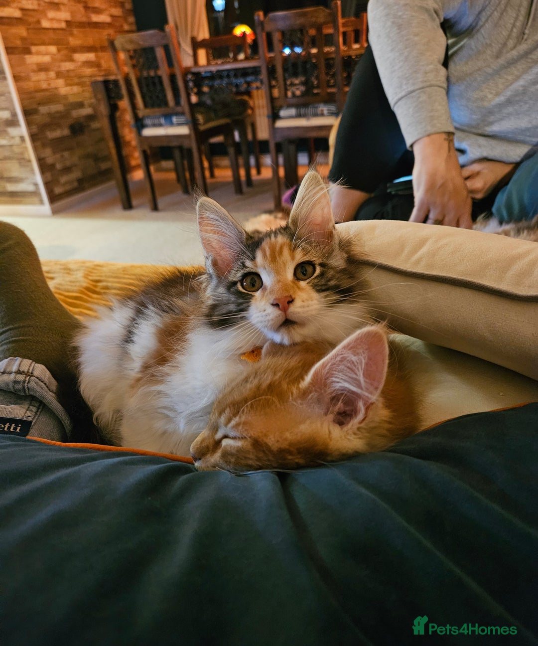 Maine Coon cats for sale: Last female. Tortie with white.  - Image 3