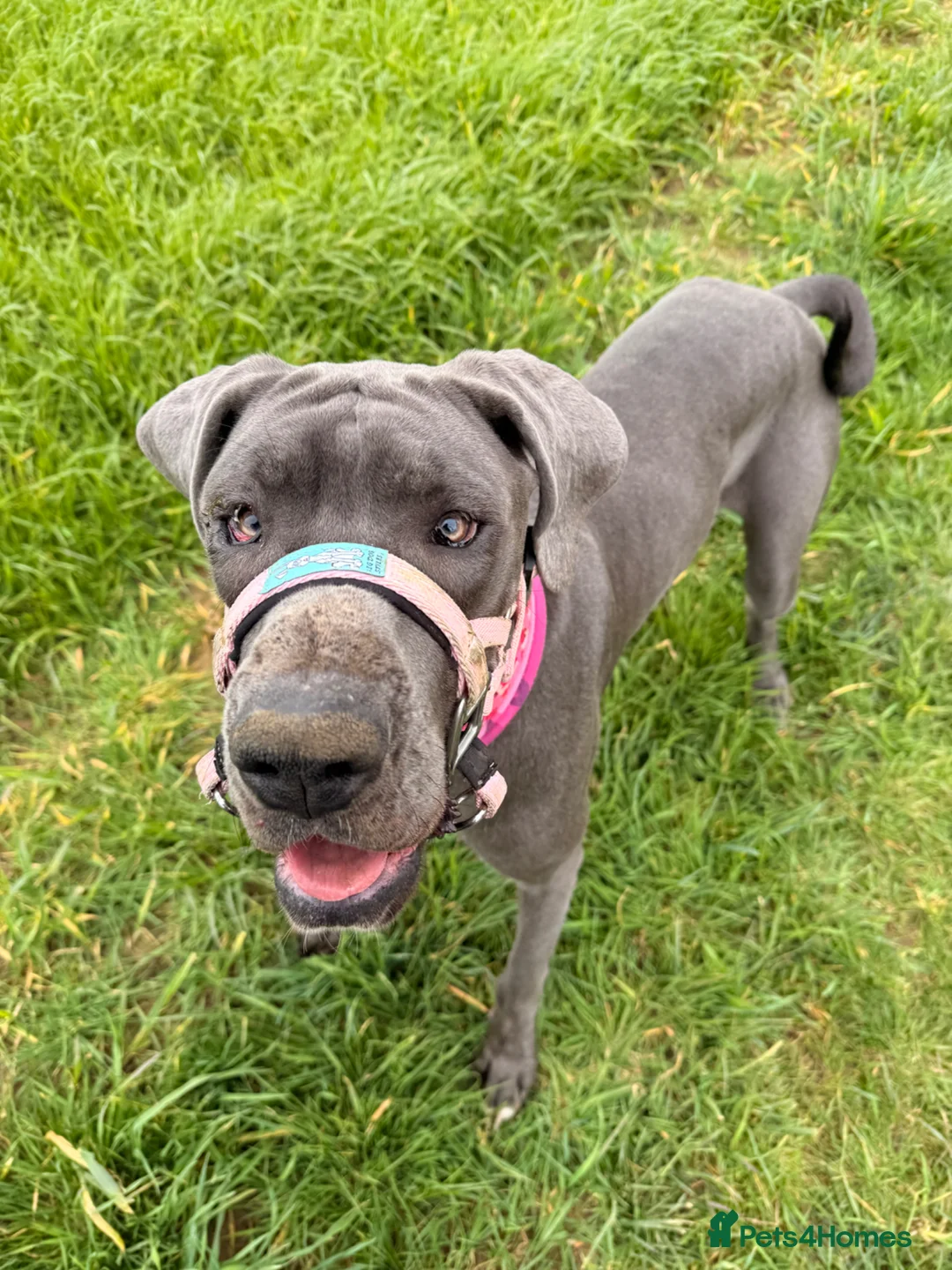 Great Dane dogs for sale: Nessy the Great Dane  - Advert 4