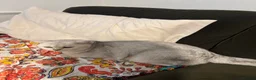 Scottish Fold cats for sale: Beautiful Scottish Fold Kittens — for Loving Homes - Advert 1