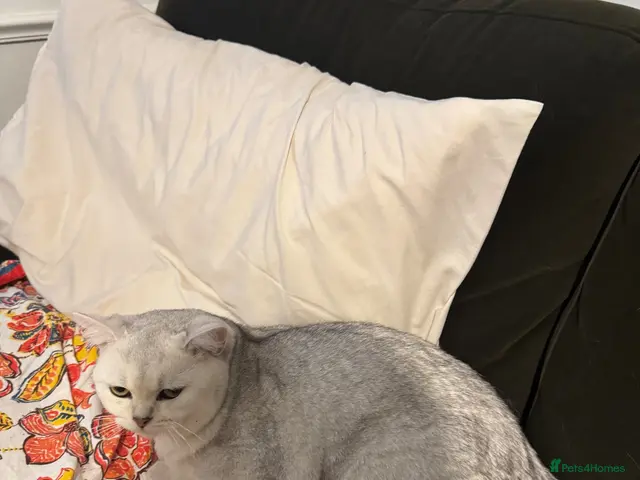 Scottish Fold cats for sale: Beautiful Scottish Fold Kittens — for Loving Homes - Advert 1