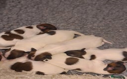 Papillon dogs for stud: KC registered shows quality stud. in Huddersfield - Image 5