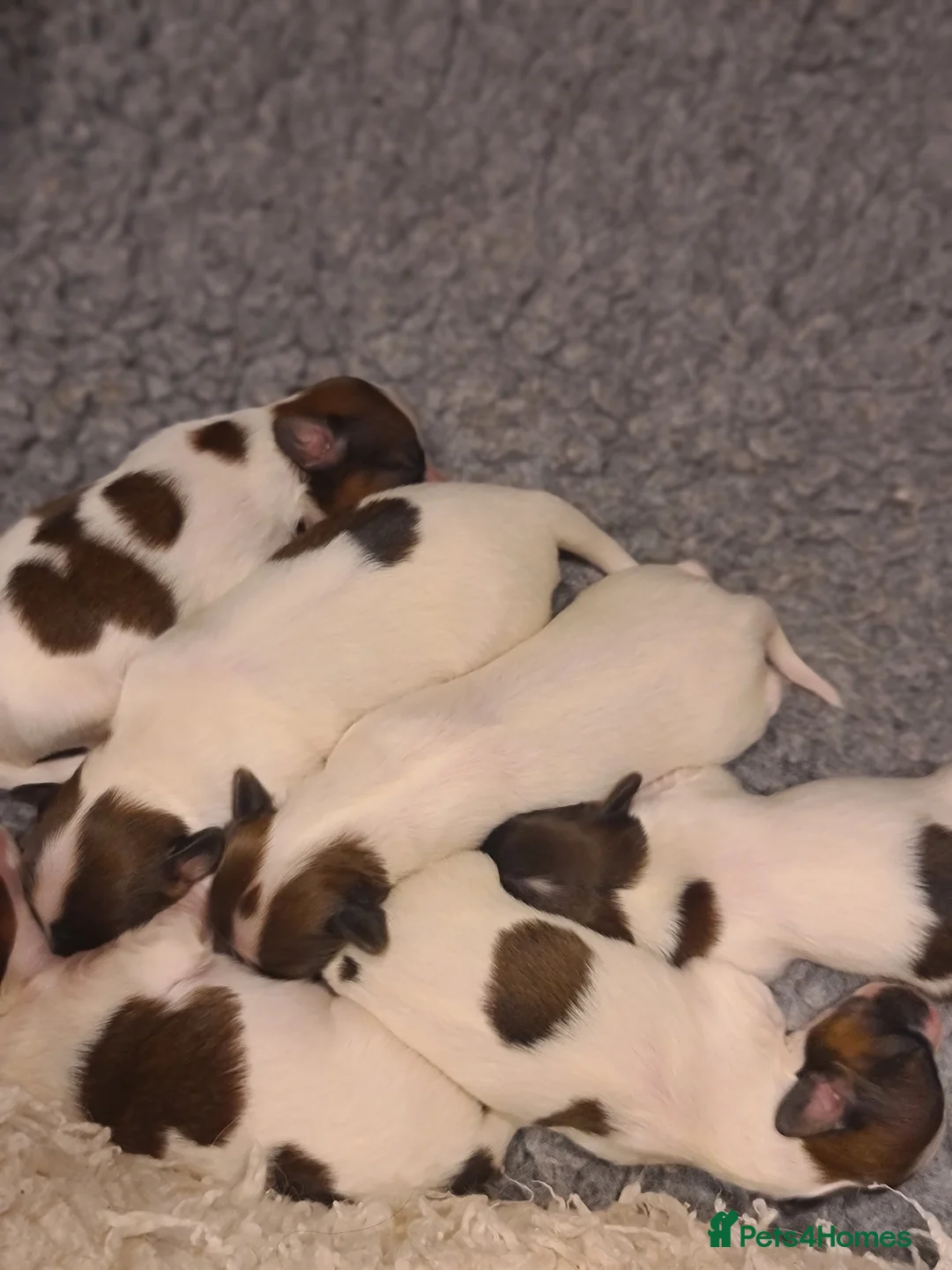 Papillon dogs for stud: KC registered shows quality stud. in Huddersfield - Advert 5