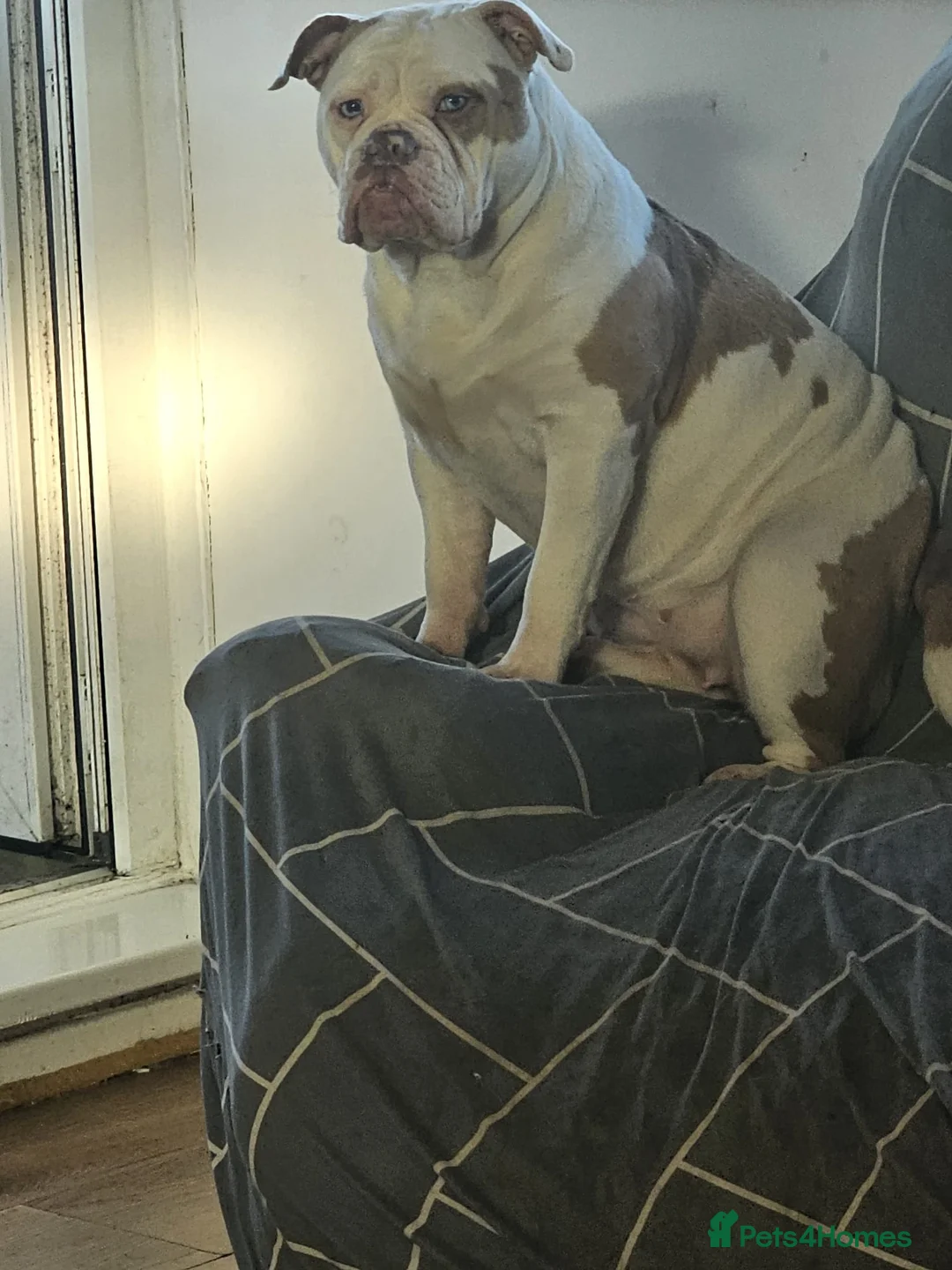 Olde English Bulldogge dogs for sale: Old english bulldog 12 months old  - Advert 4