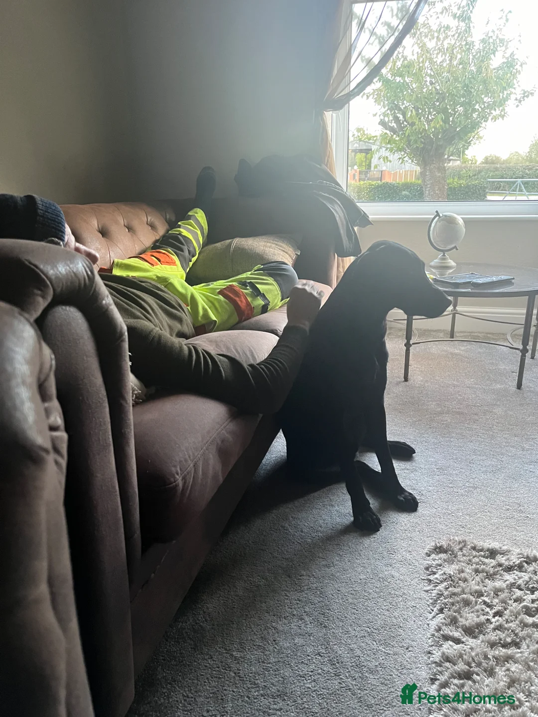 Labrador Retriever dogs for sale: Fraya black lab bitch - Advert 4