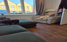 Golden Retriever dogs for stud: Our Loveable Goof in Woking - Image 22