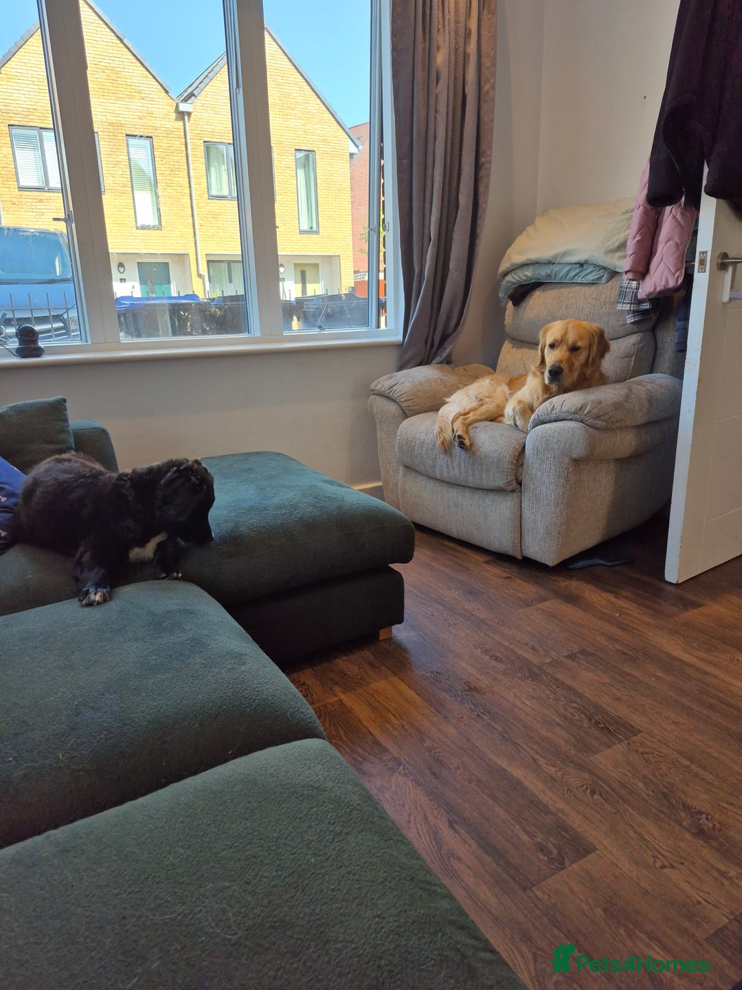 Golden Retriever dogs for stud: Our Loveable Goof in Woking - Image 22