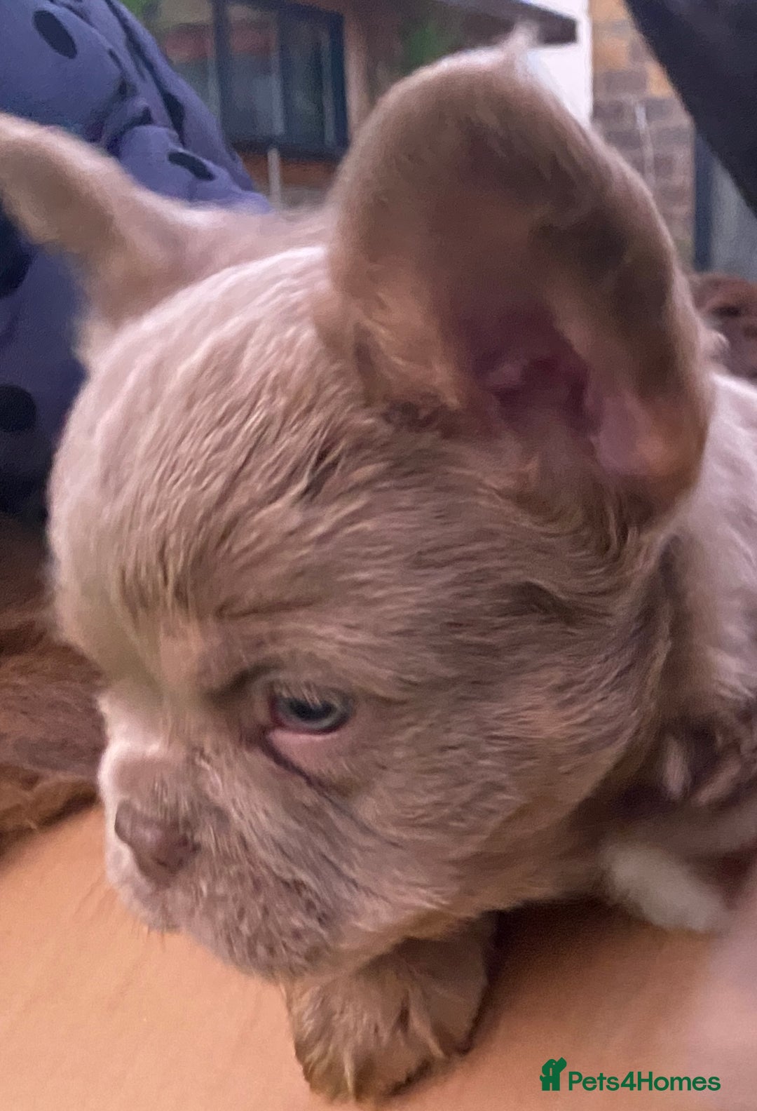 French Bulldog dogs for sale: READY TO LEAVE THIS WEEKEND FLUFFY FRENCH BULLDOGS - Advert 16