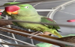 Parrots birds for sale: Amazonian parrot - Image 3