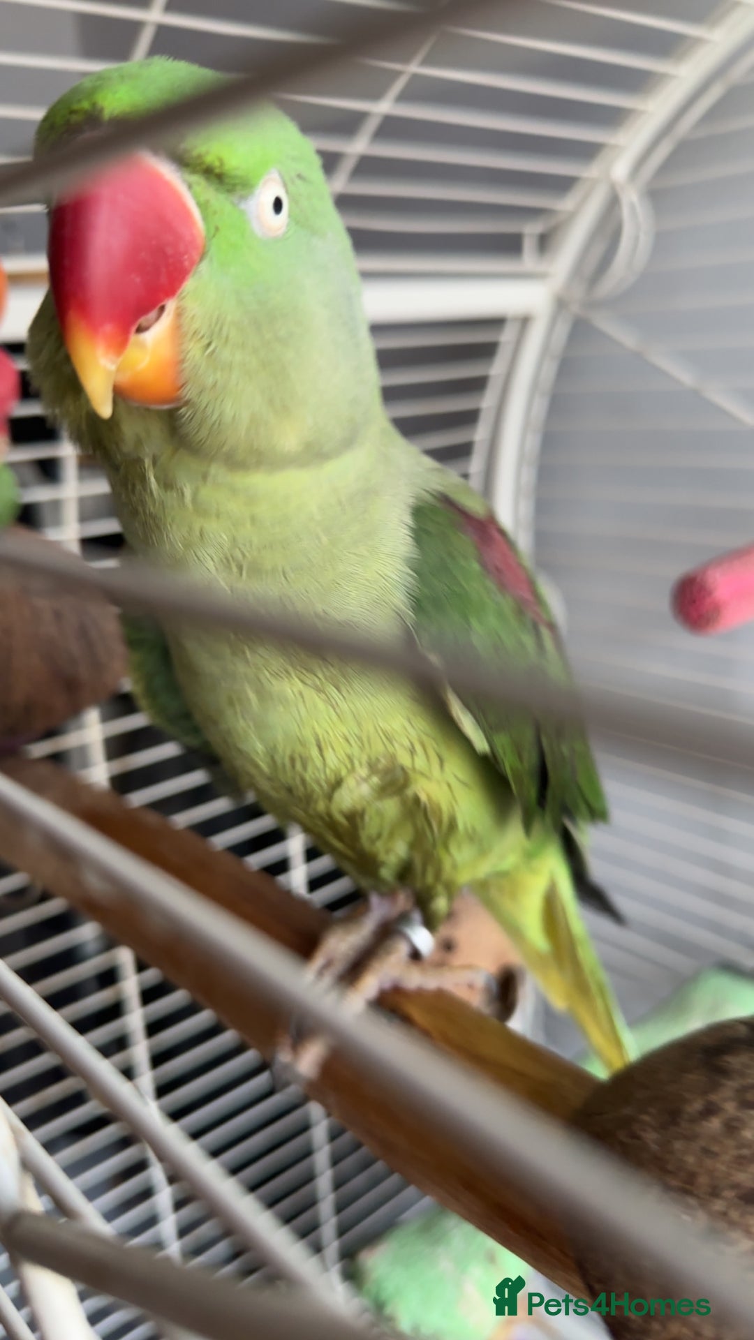 Parrots birds for sale: Amazonian parrot - Image 3