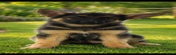 German Shepherd dogs for sale: Shawhead Shepherds  - Advert 13