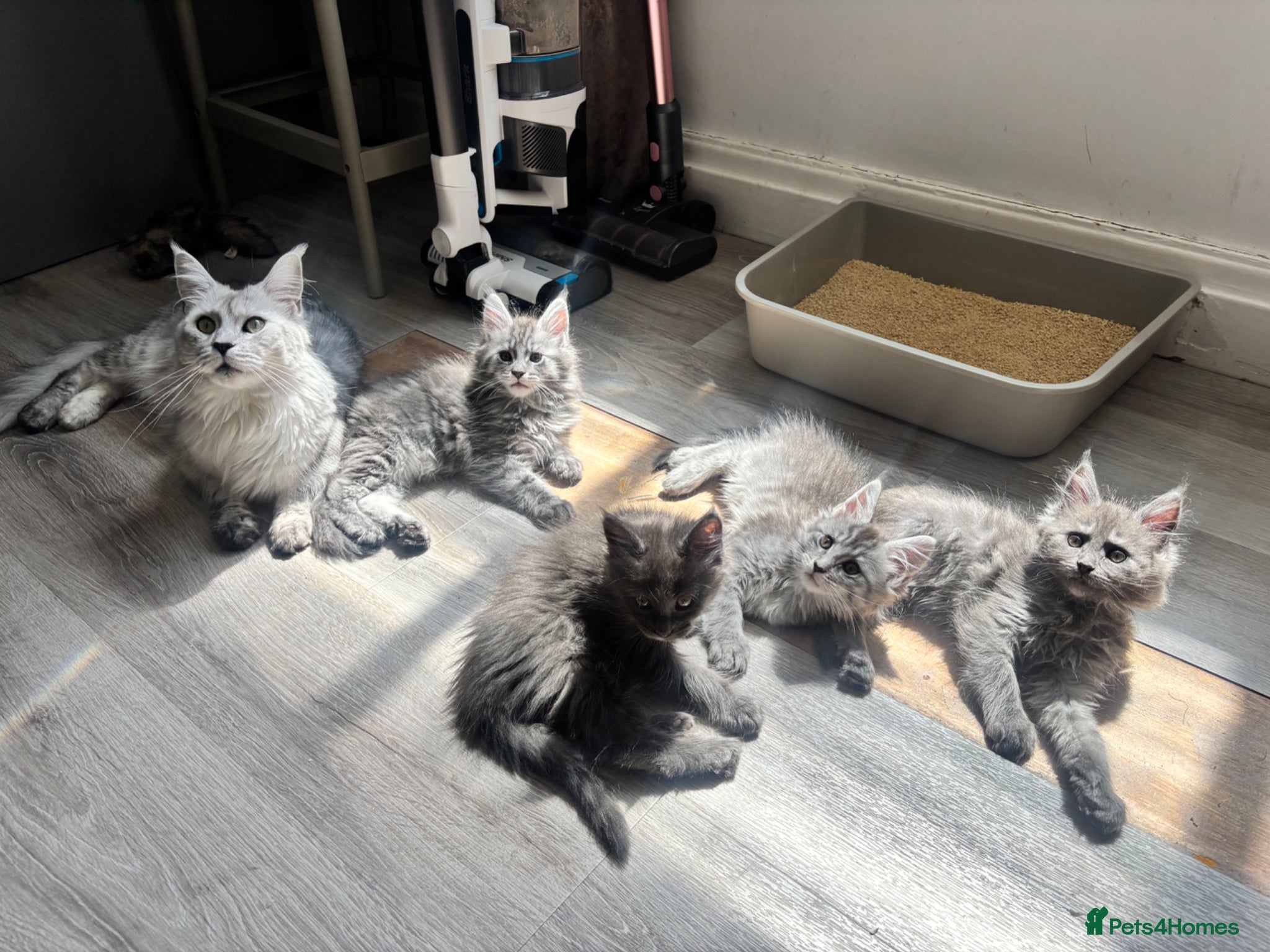 Maine Coon cats TICA Maine Coon Kittens Exceptional Bloodlines 🐾 - Advert 2