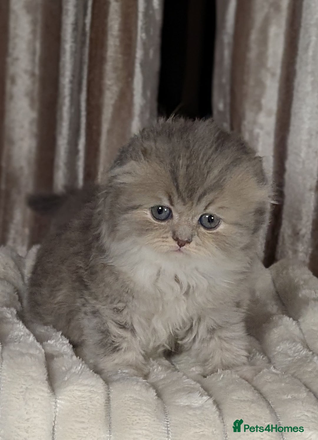 Scottish Fold cats for sale: 🐾TICA red ❣️SCOTTISH Fold•Straight - Advert 20