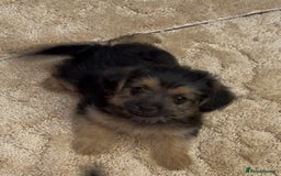 Jackapoo dogs for sale: Jackapoo puppy’s  - Image 8