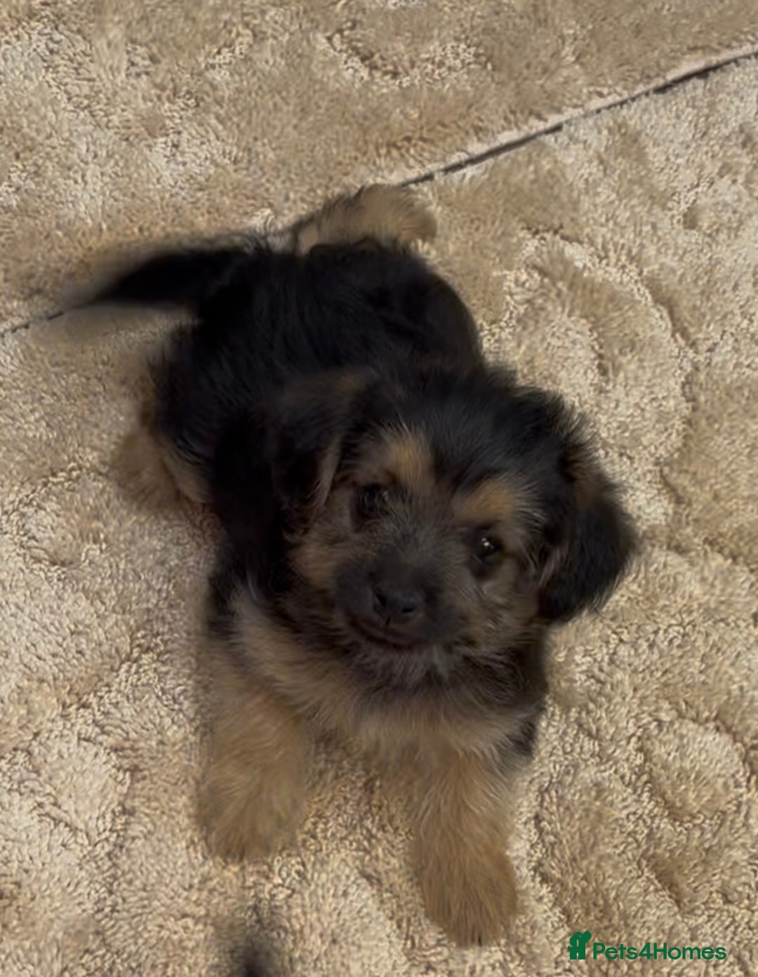 Jackapoo dogs for sale: Jackapoo puppy’s  - Image 8