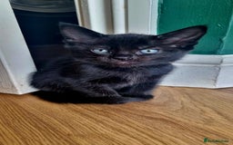 Ragdoll cats for sale: Gorgeous Ragdoll cross kittens  - Image 16