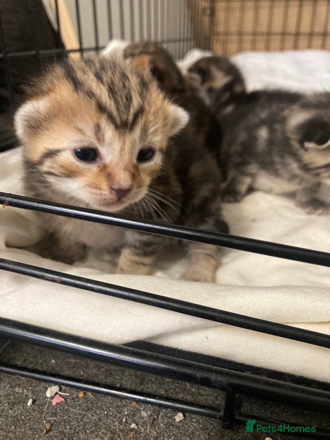 Mixed Breed cats for sale: BengalXTabby kittens LAST BOY LEFT NOW - Image 12