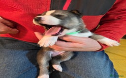 Siberian Husky dogs for sale: Siberian husky pups  - Advert 21