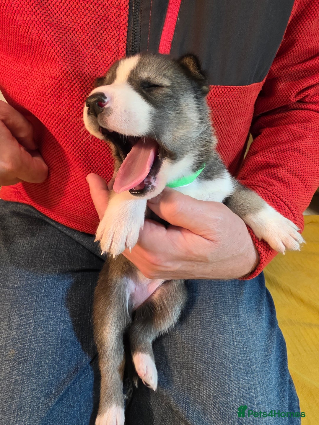 Siberian Husky dogs for sale: Siberian husky pups  - Advert 21