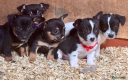 Mixed Breed dogs for sale: 5 stunning tiny miniature Chihuahua X terrier - Image 2